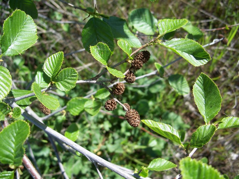 Alnus incana