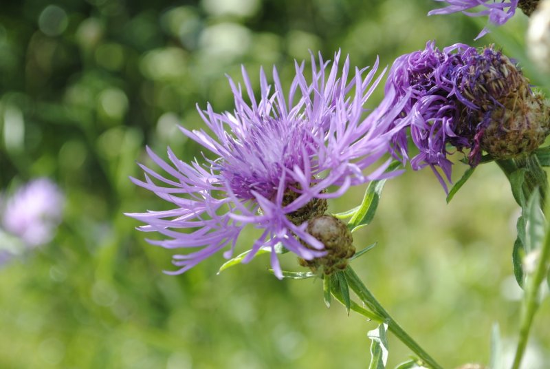 Centaurea jacea