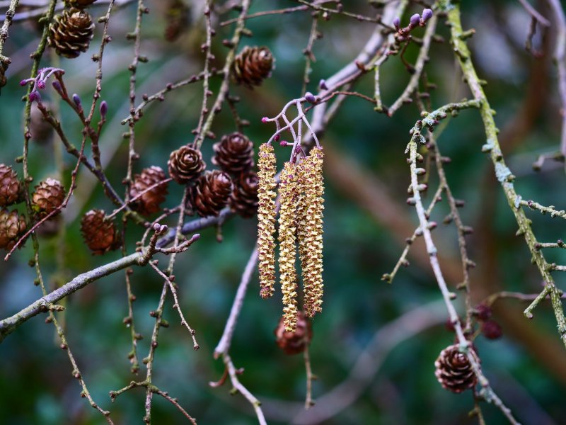Ольха серая pendula