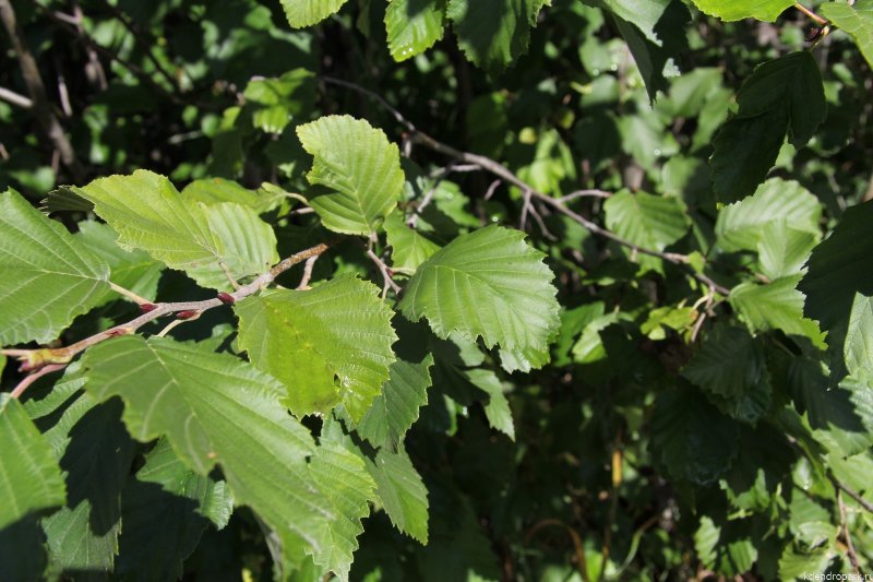 Alnus incana (ольха серая) 'pendula'