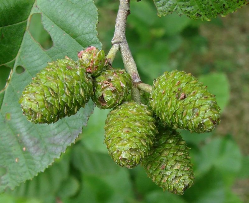 Ольха серая Alnus incana