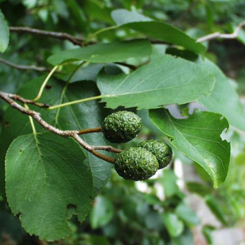 Alnus glutinosa (ольха европейская)