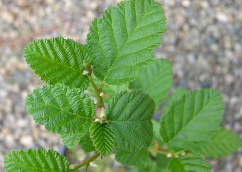 Ольха серая Alnus incana (l.) Moench