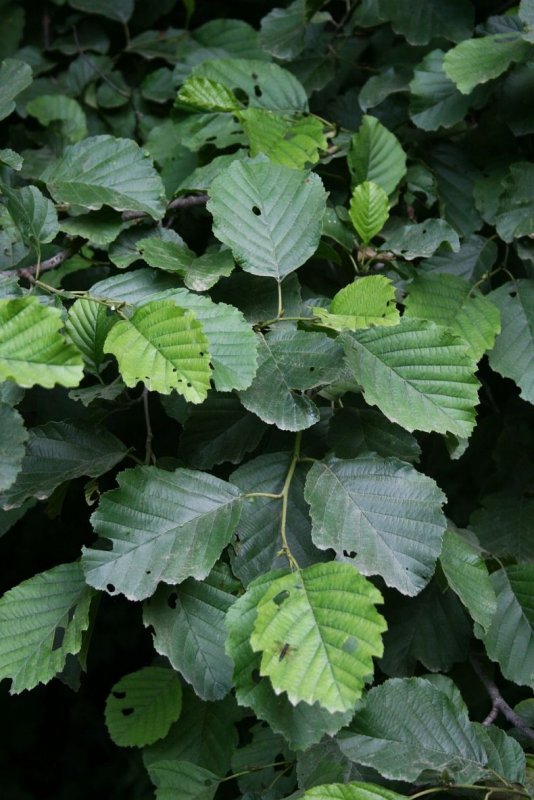 Ольха Alnus incana