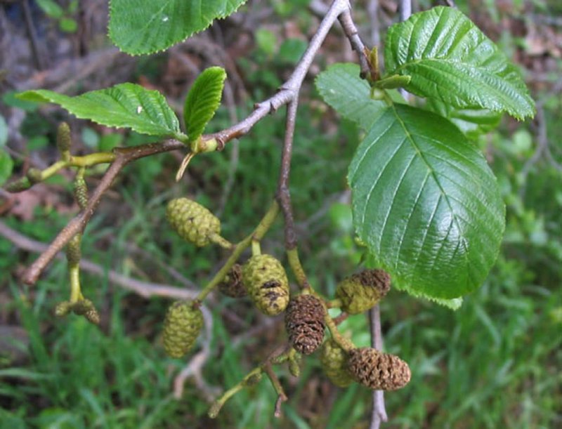 Ольха Alnus glutinosa