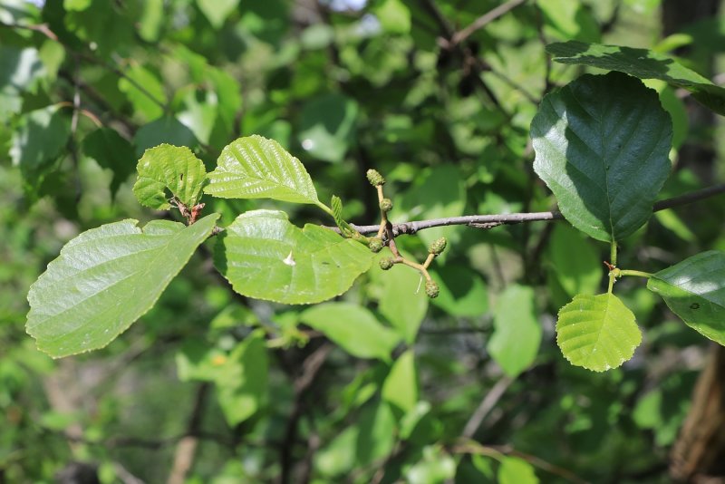 Ольха серая Alnus incana