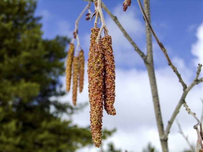 Ольха серая Alnus incana (l.) Moench