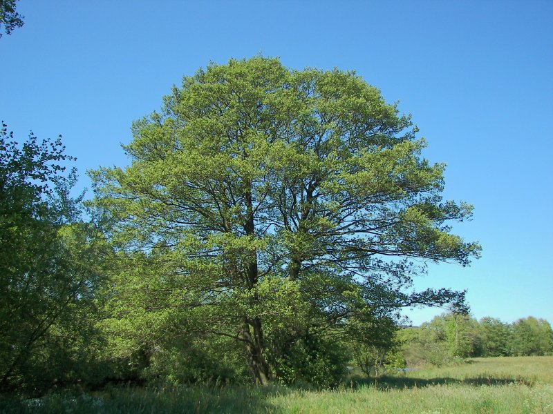Ольха черная (Alnus glutinosa)