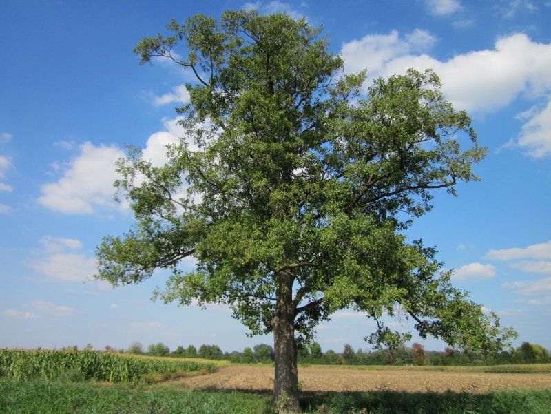 Alnus glutinosa (ольха европейская)