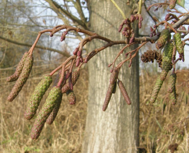Ольха черная (a. glutinosa (l.) Gaertn.)
