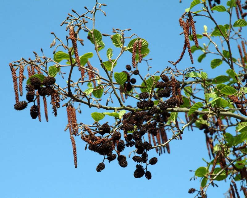 Alnus glutinosa (ольха чёрная) 'Imperialis'