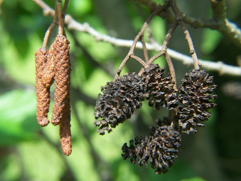 Alnus glutinosa (ольха европейская)