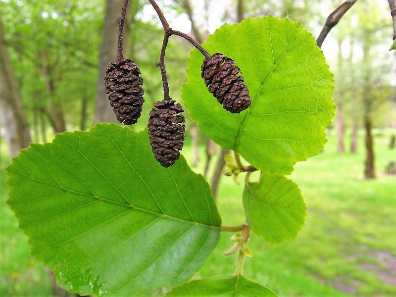 Alnus glutinosa 'rubrinervia'