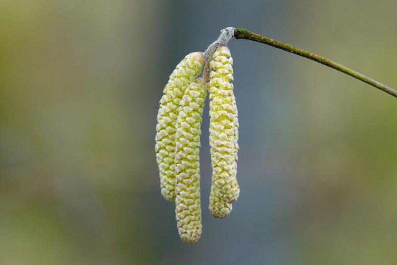 Alnus incana 'pendula'
