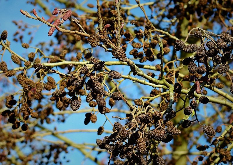 Ольха черная (Alnus glutinosa)