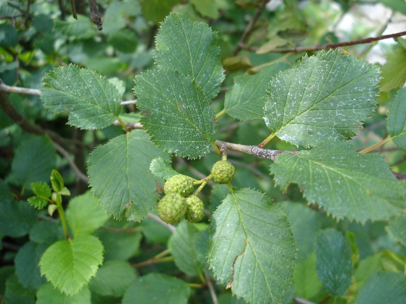 Alnus glutinosa