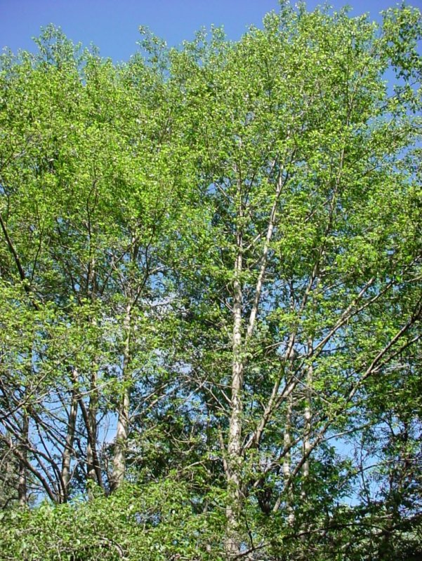 Ольха Сибирская кустарник