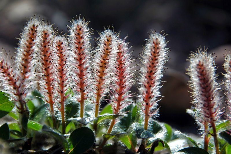 Salix Polaris Wahlenb. - Ива Полярная