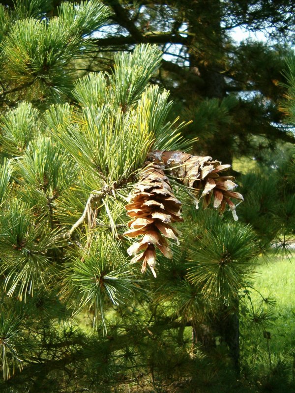 Сосна Pinus peuce