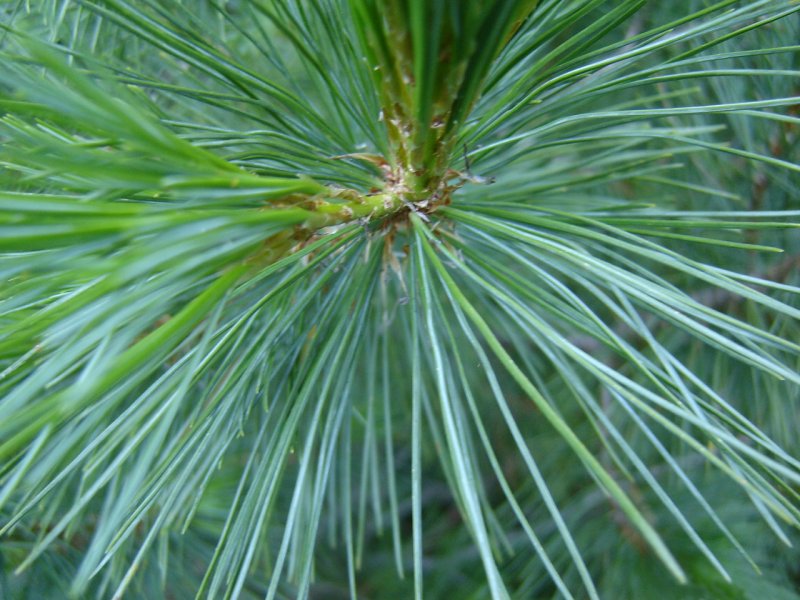 Pinus peuce Hristo