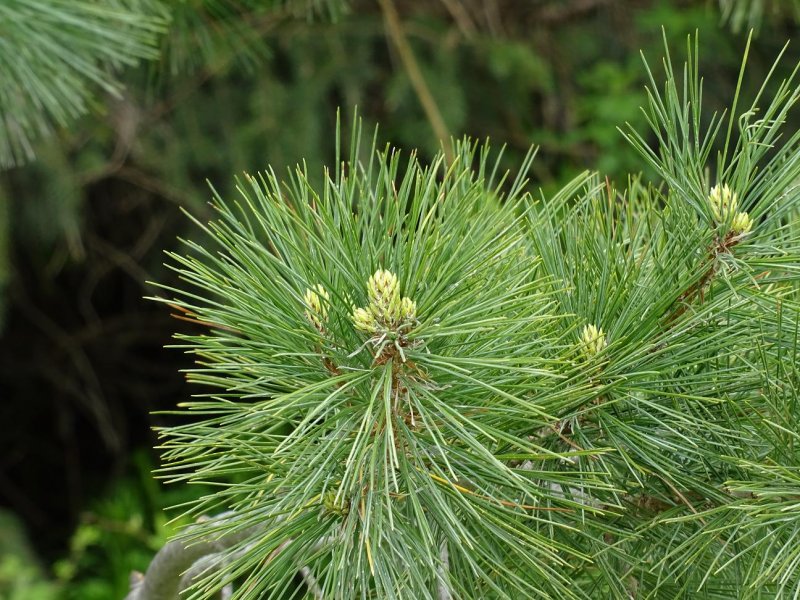 Сосна румелийская Pinus peuce