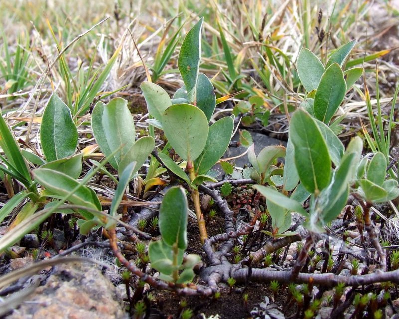 Salix Arctica