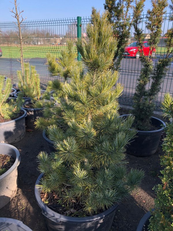 Pinus Cembra Ötztal