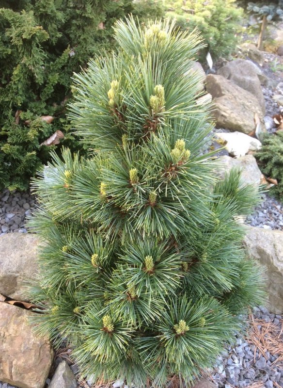 Pinus peuce Jeddeloh
