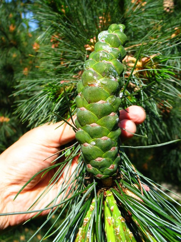 Pinus peuce