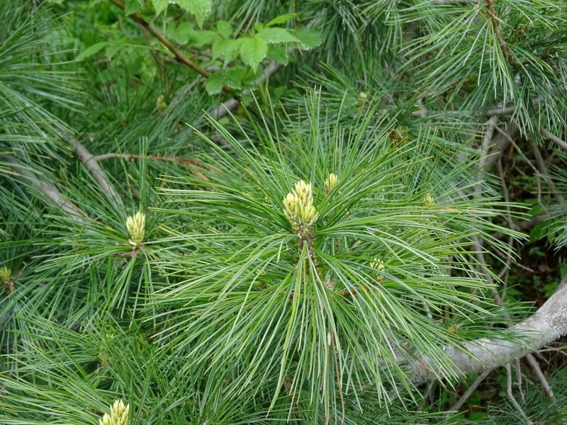 Pinus peuce Raubold