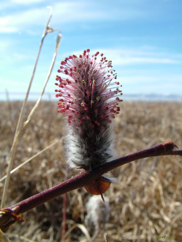 Salix pulchra