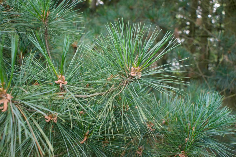 Pinus peuce Hanzel