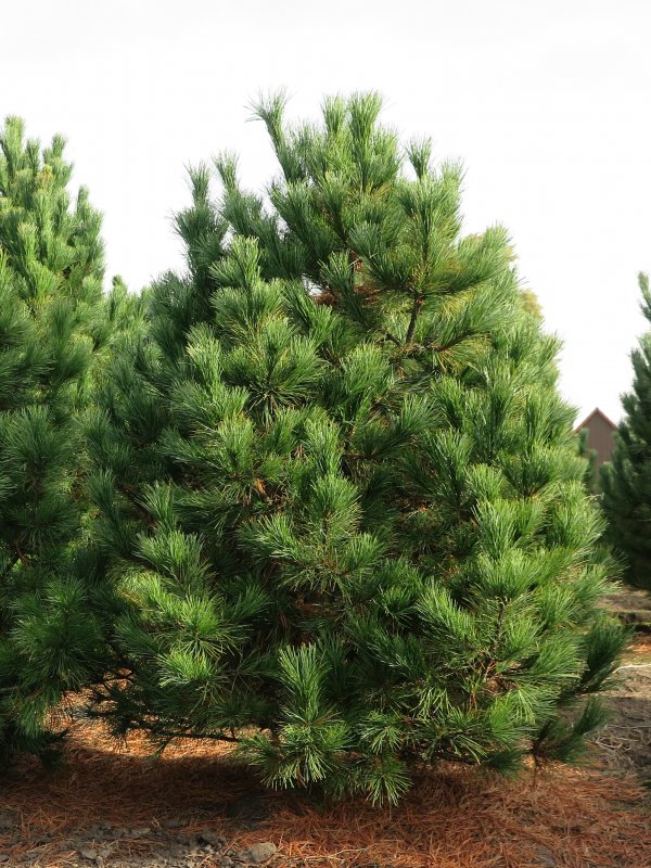 Pinus peuce