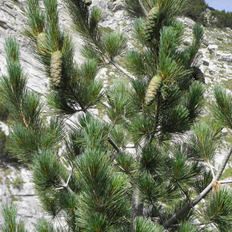 Pinus peuce Fulda