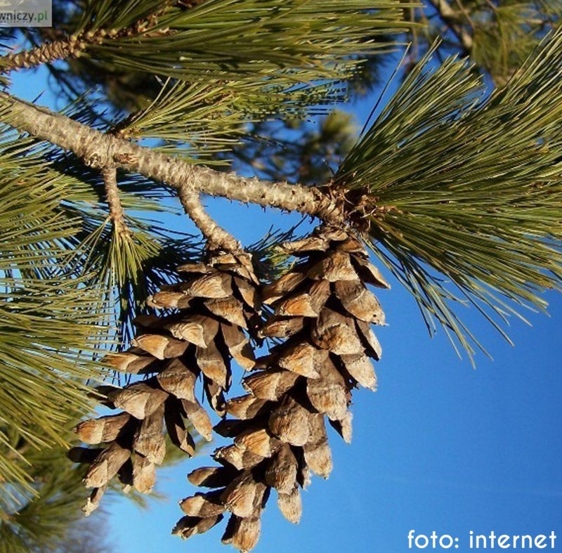 Сосна Pinus peuce