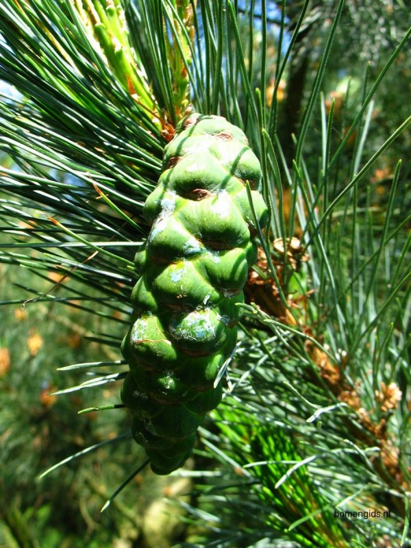 Pinus peuce