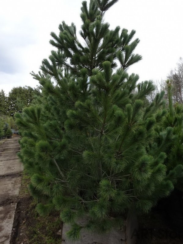 Сосна румелийская Pinus peuce