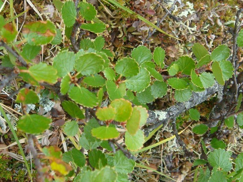 Берёза Betula Nana