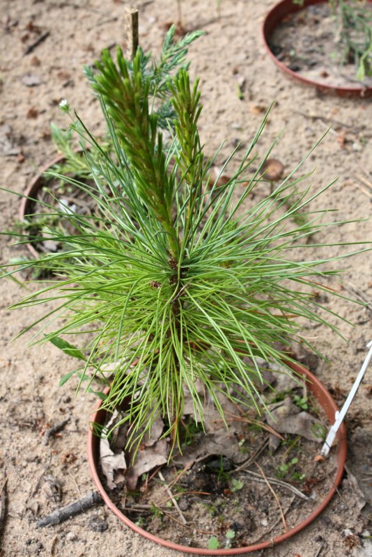 Pinus peuce Bitola