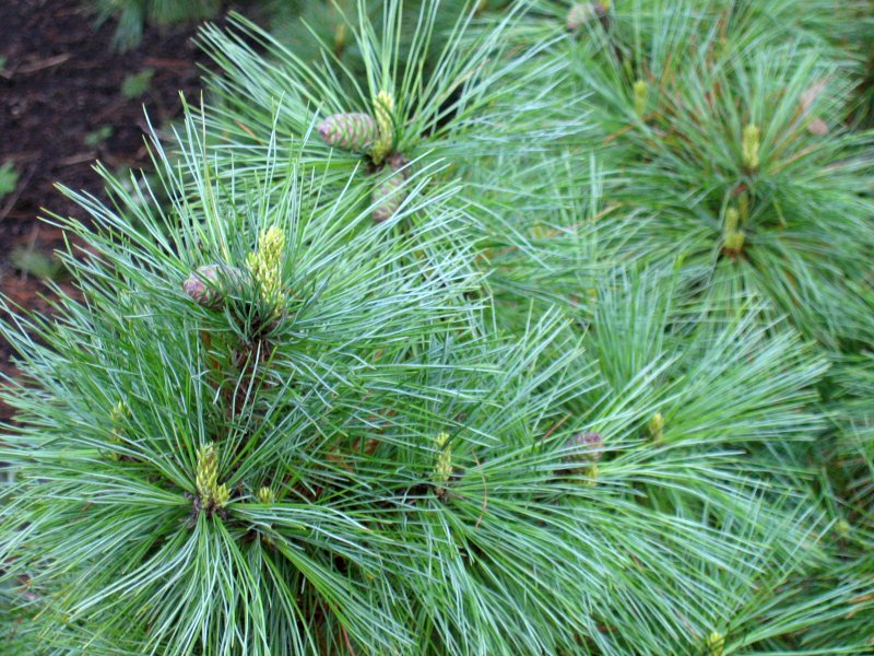 Сосна румелийская Pinus peuce