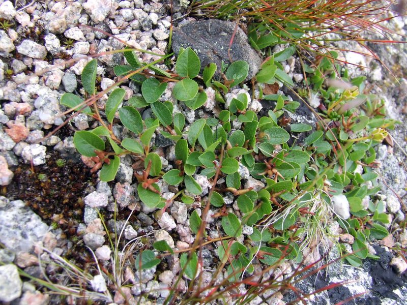 Salix nummularia