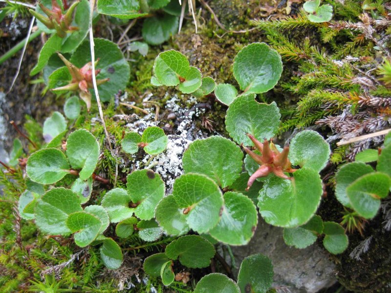 Карликовая Ива, Salix herbacea