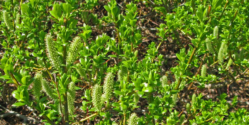 Ива Пиренейская Salix