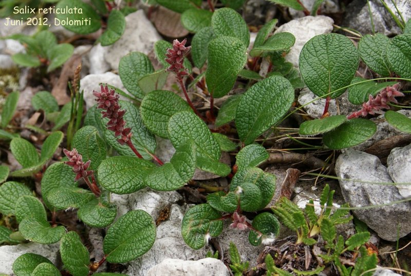 Salix reticulata Ива сетчатая