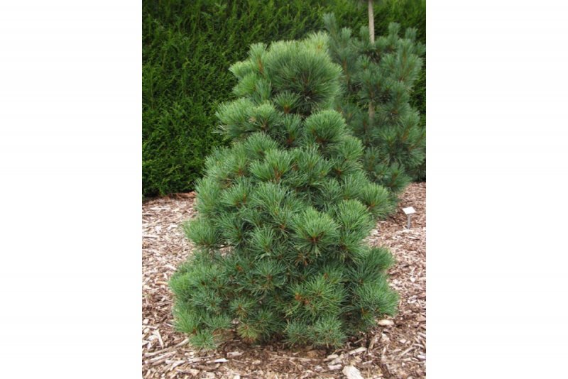 Сосна румелийская Pinus peuce