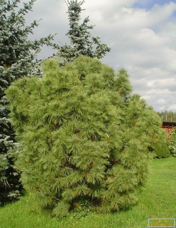 Сосна шишки и иголки картинки