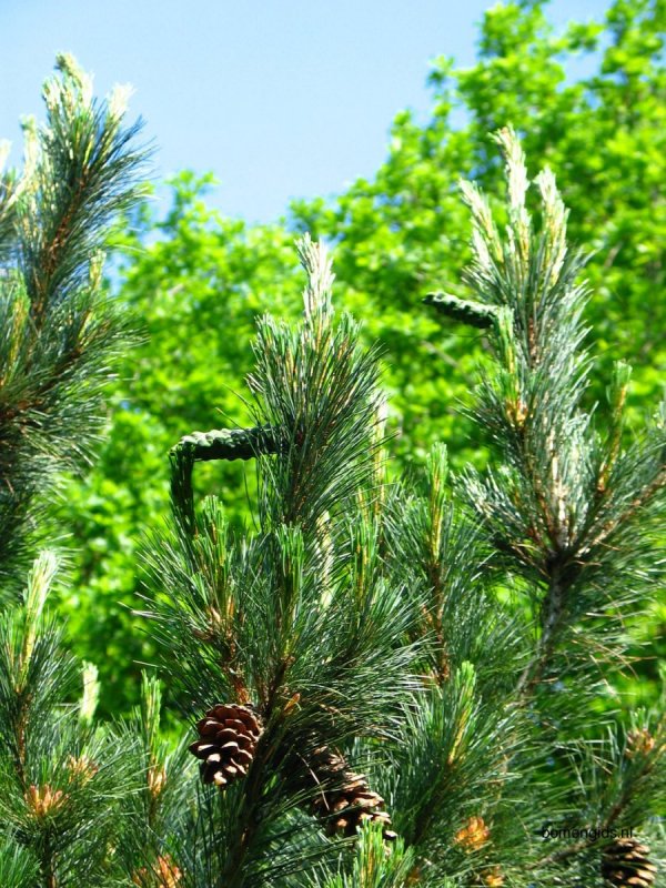 Pinus peuce