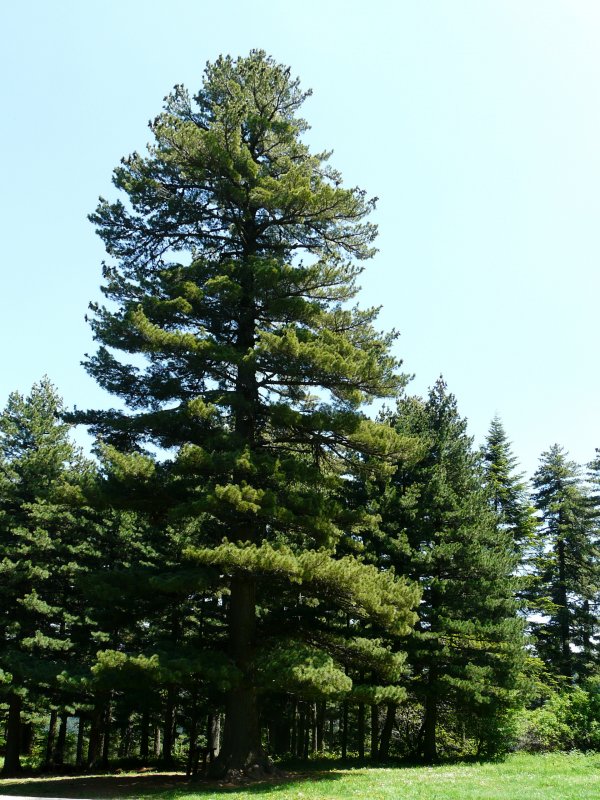 Сосна румелийская Pinus peuce