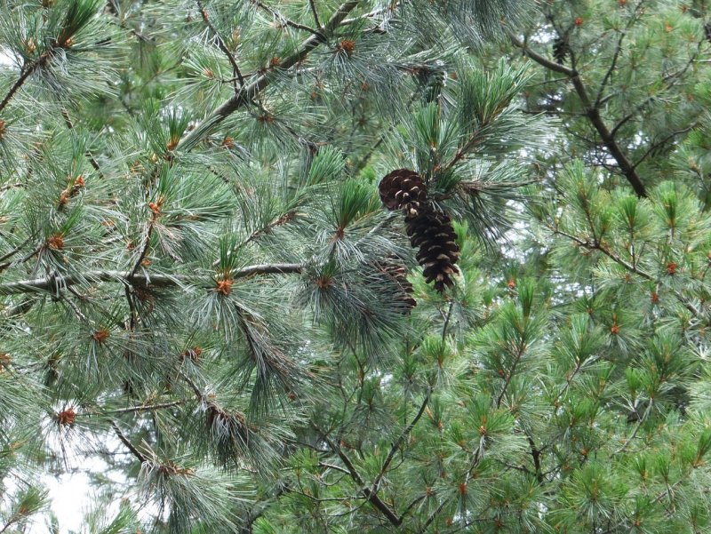 Сосна румелийская Pinus peuce