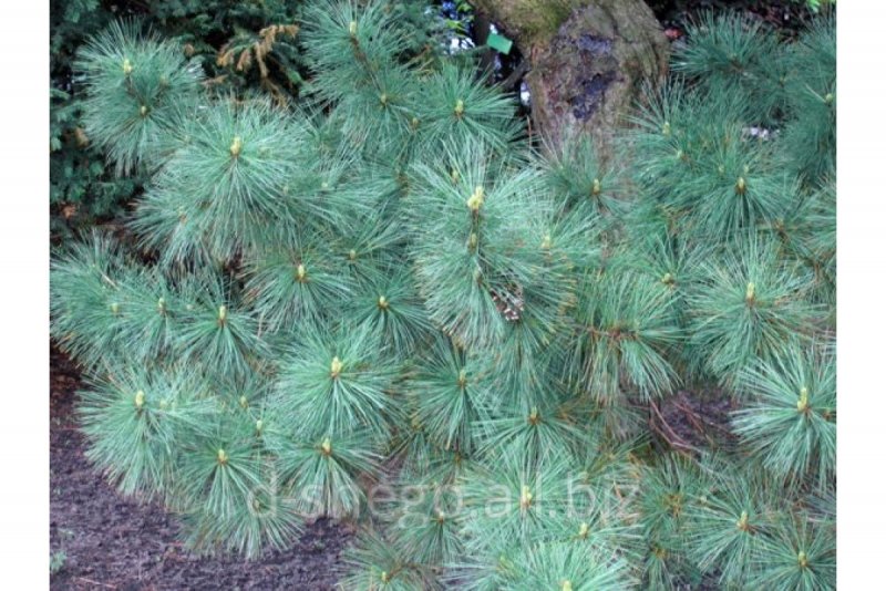 Pinus peuce Hristo